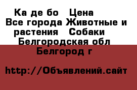 Ка де бо › Цена ­ 25 - Все города Животные и растения » Собаки   . Белгородская обл.,Белгород г.